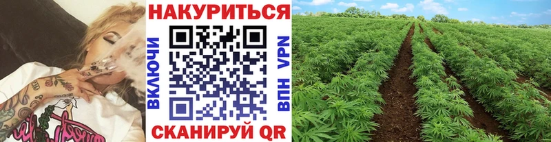 omg зеркало  Нефтекумск  Канабис AK-47  купить закладку 